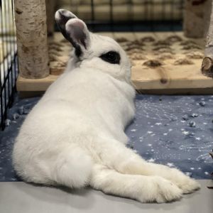 Rabbits are incredibly smart and can be trained to do tricks and acknowledge simple commands Check 