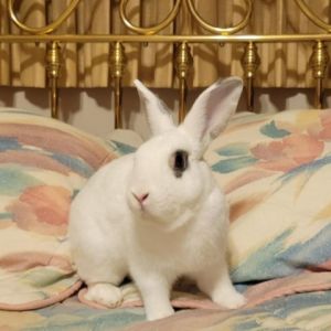 Noel definitely has the star quality of a quarterback Noel is a calm sweet and affectionate bunny