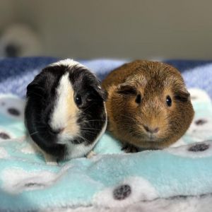 JASMINE is a 15 year old American guinea pig Jasmine is a little shy when it comes to living with