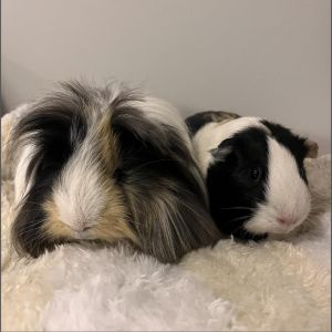 This duo is 2 years old ATLAS is a long-haired Peruvian and CALLIOPE is a short haired American gui