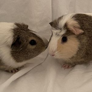 Crescent is a shy but kind piggy with a wonderful personality He always follows his buddy eating w