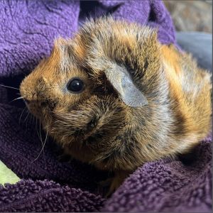 Teddy Guinea Pig Small & Furry