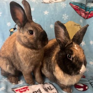 Latte and Cinnabun are a bonded pair of brothers Their story is actually quite unique - they are ha