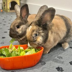 Cinnabun  Latte need a new home ASAP Days In Rescue 1093 Like their sister Cherry in January 2021