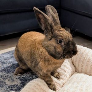 In over two years Cherry has not received a single adoption application Not one person has ever lo