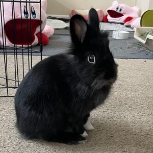 LUNA is still available for adoption Because of the love and care of her foster family shes come 