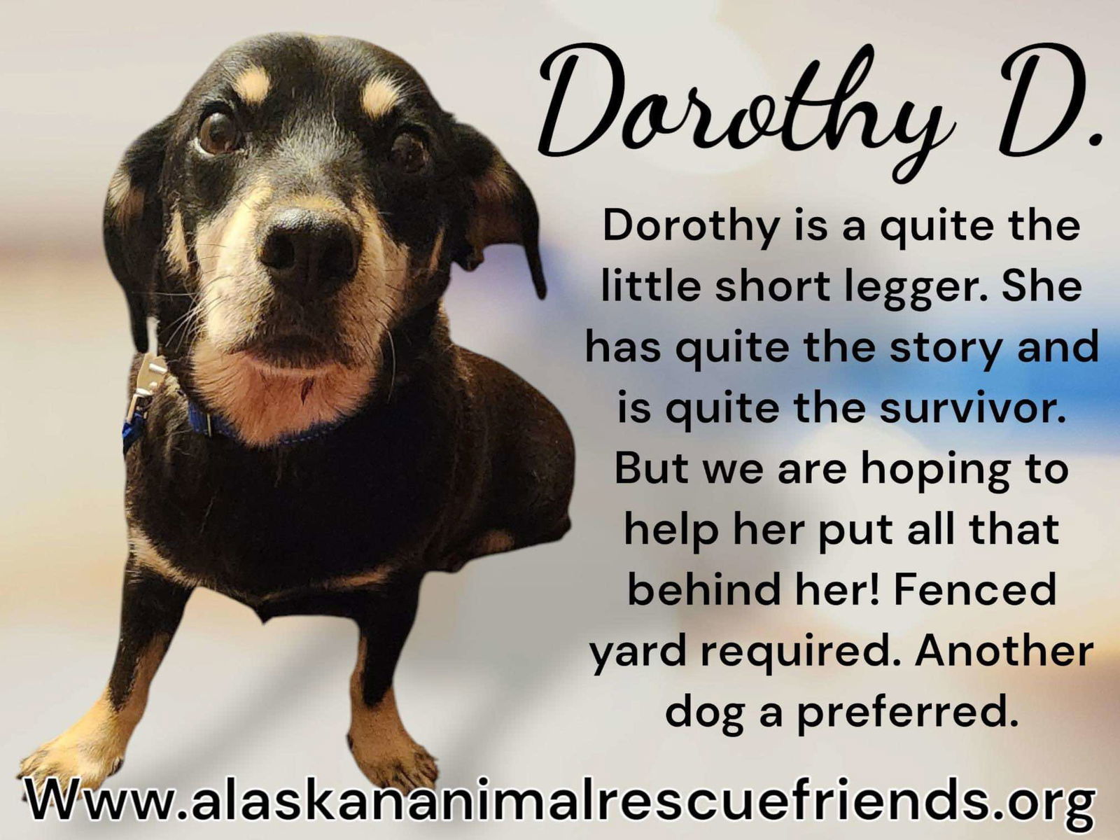 Dorothy D, an adoptable Dachshund in Anchorage, AK, 99503 | Photo Image 1