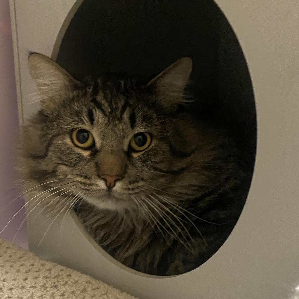 Balto, an adoptable Domestic Medium Hair in Reno, NV, 89502 | Photo Image 1