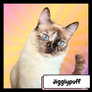 Jigglypuff, Young Female Domestic Long Hair