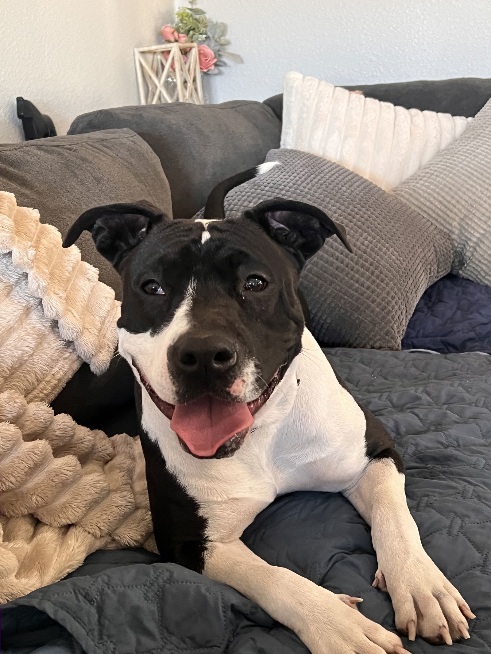 Bessie, an adoptable Pit Bull Terrier in Polson, MT, 59860 | Photo Image 1