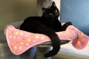 Franny Domestic Short Hair Cat