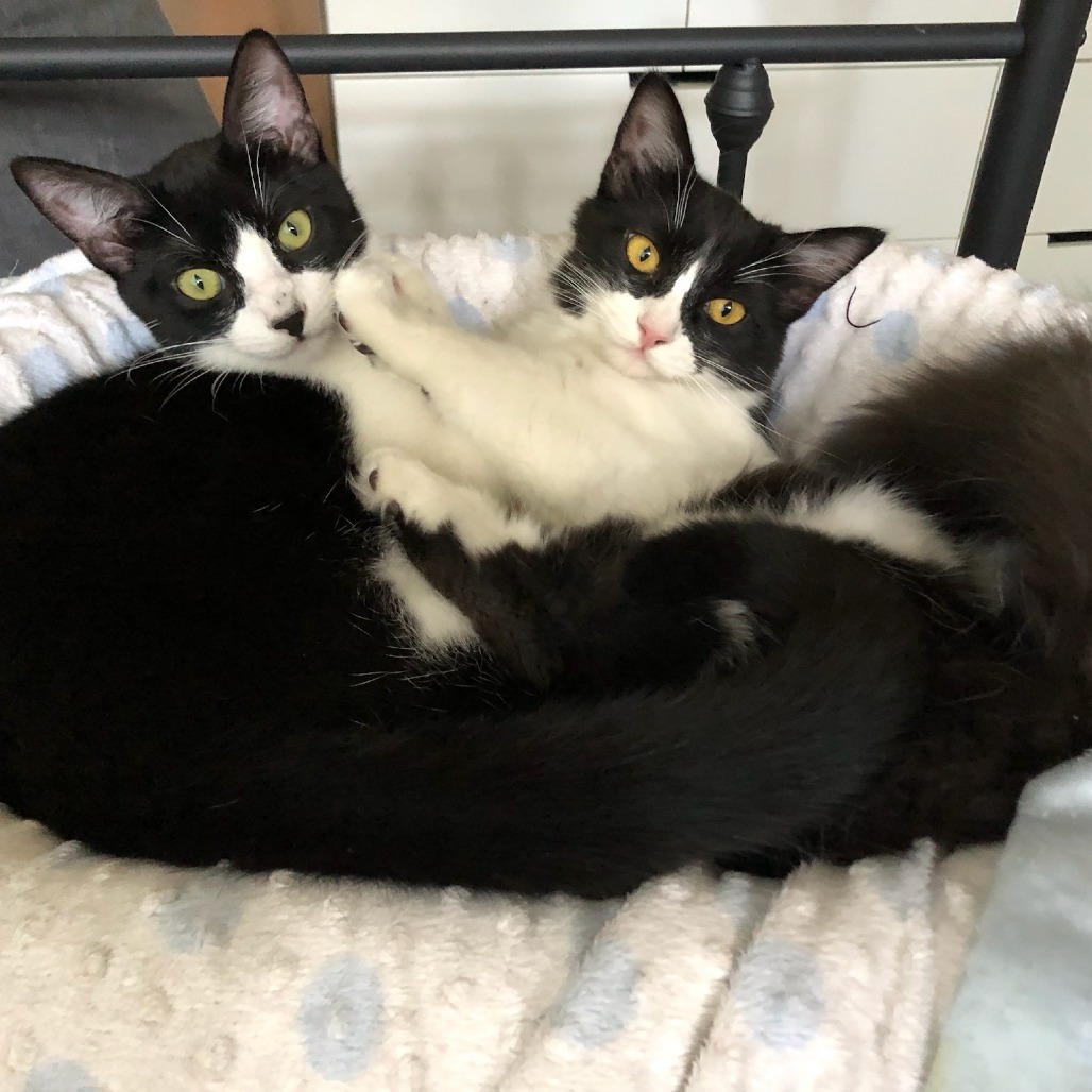 Mister Fantastic, an adoptable Domestic Medium Hair in Santa Rosa, CA, 95403 | Photo Image 1