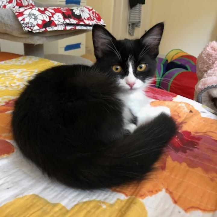 Mister Fantastic, an adoptable Domestic Medium Hair in Santa Rosa, CA, 95403 | Photo Image 2