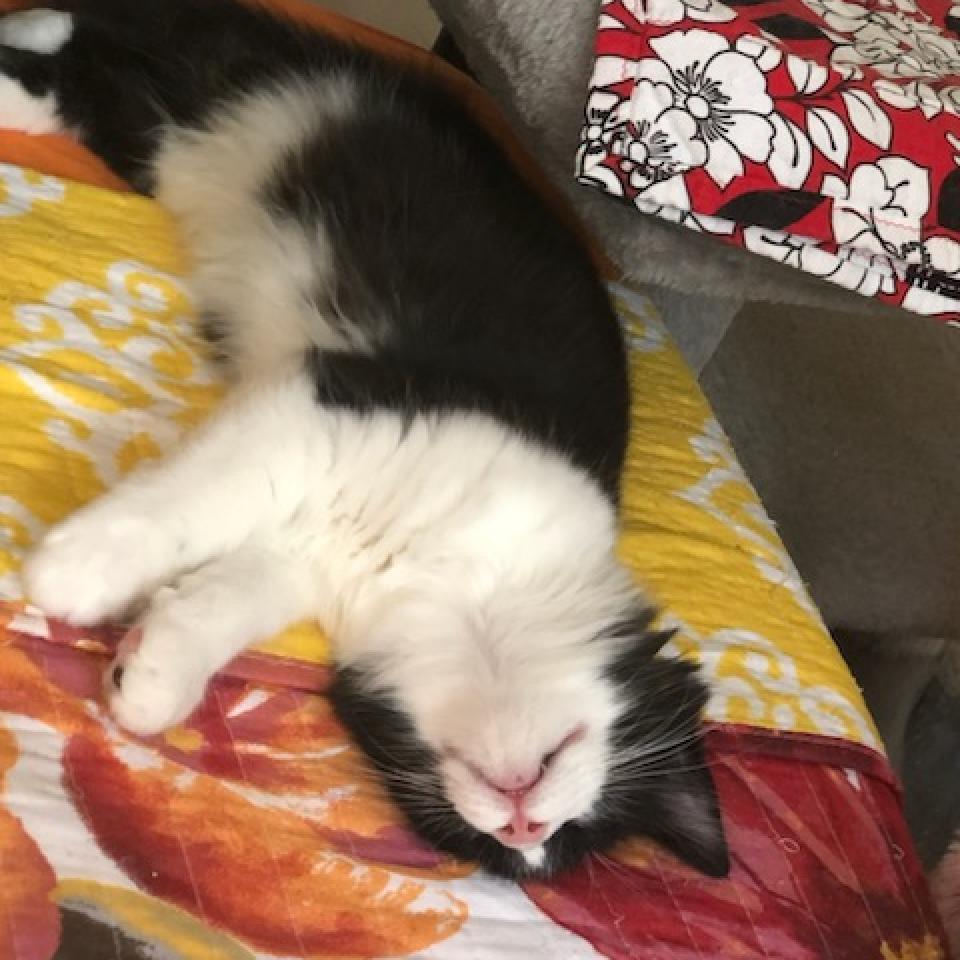 Mister Fantastic, an adoptable Domestic Medium Hair in Santa Rosa, CA, 95403 | Photo Image 3