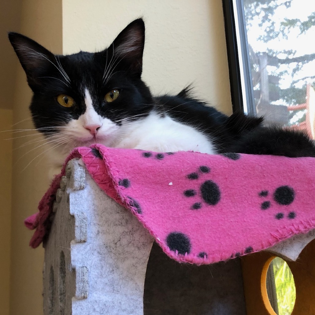 Mister Fantastic, an adoptable Domestic Medium Hair in Santa Rosa, CA, 95403 | Photo Image 4