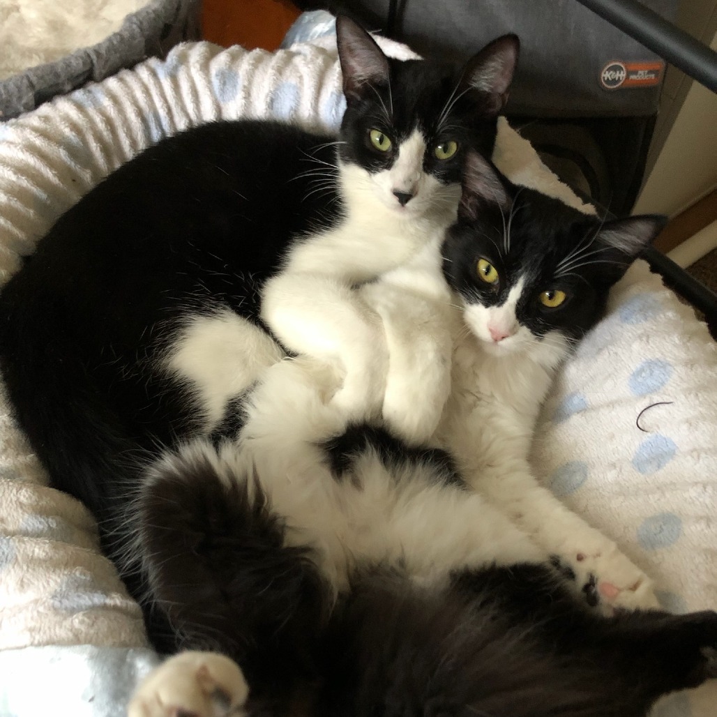 Mister Fantastic, an adoptable Domestic Medium Hair in Santa Rosa, CA, 95403 | Photo Image 5