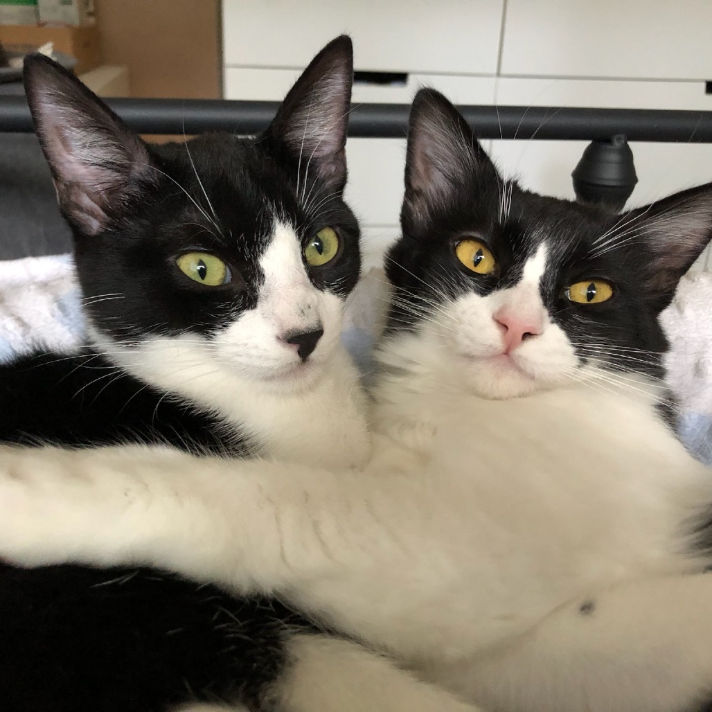 Mister Fantastic, an adoptable Domestic Medium Hair in Santa Rosa, CA, 95403 | Photo Image 6