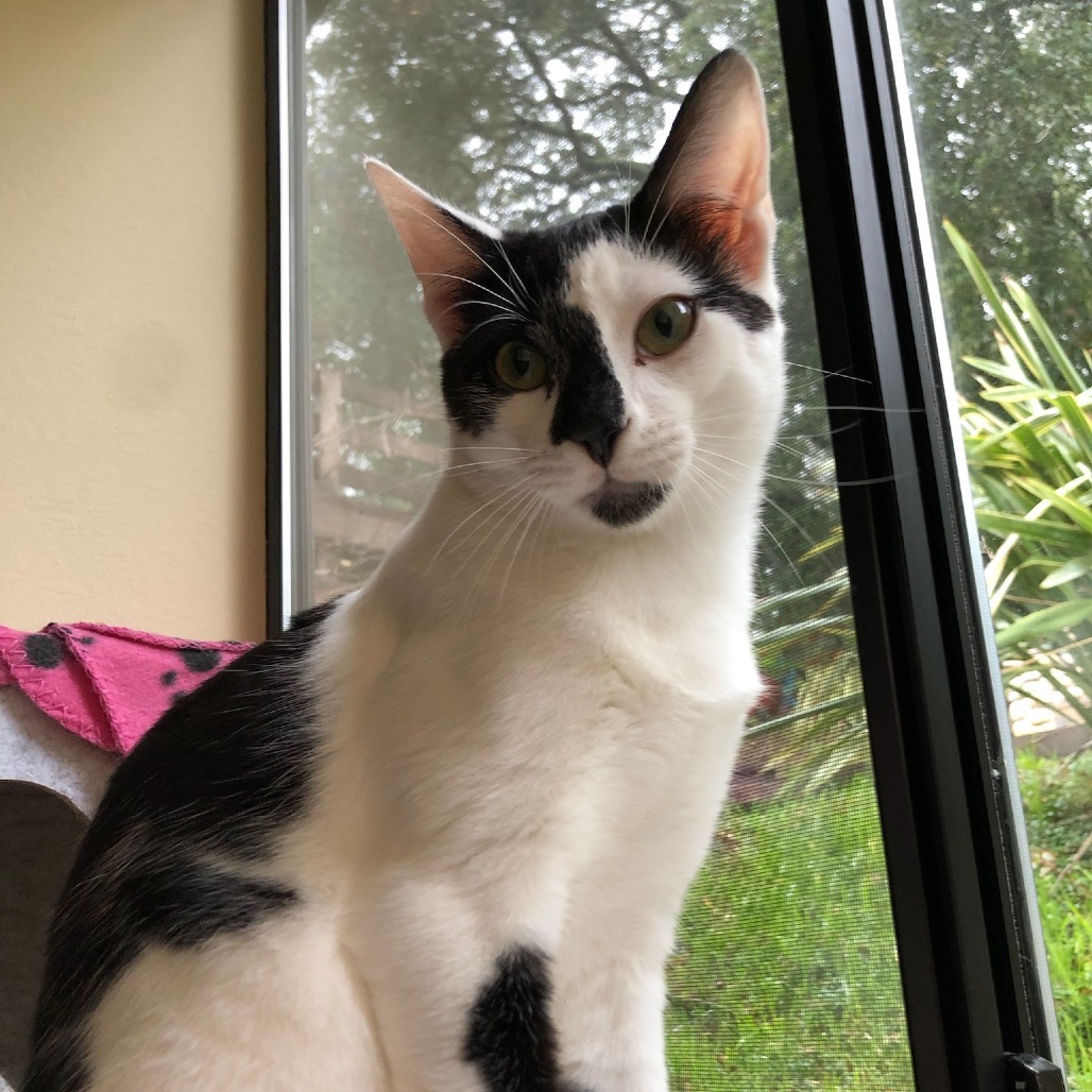 Johnny, an adoptable Domestic Short Hair in Santa Rosa, CA, 95403 | Photo Image 1