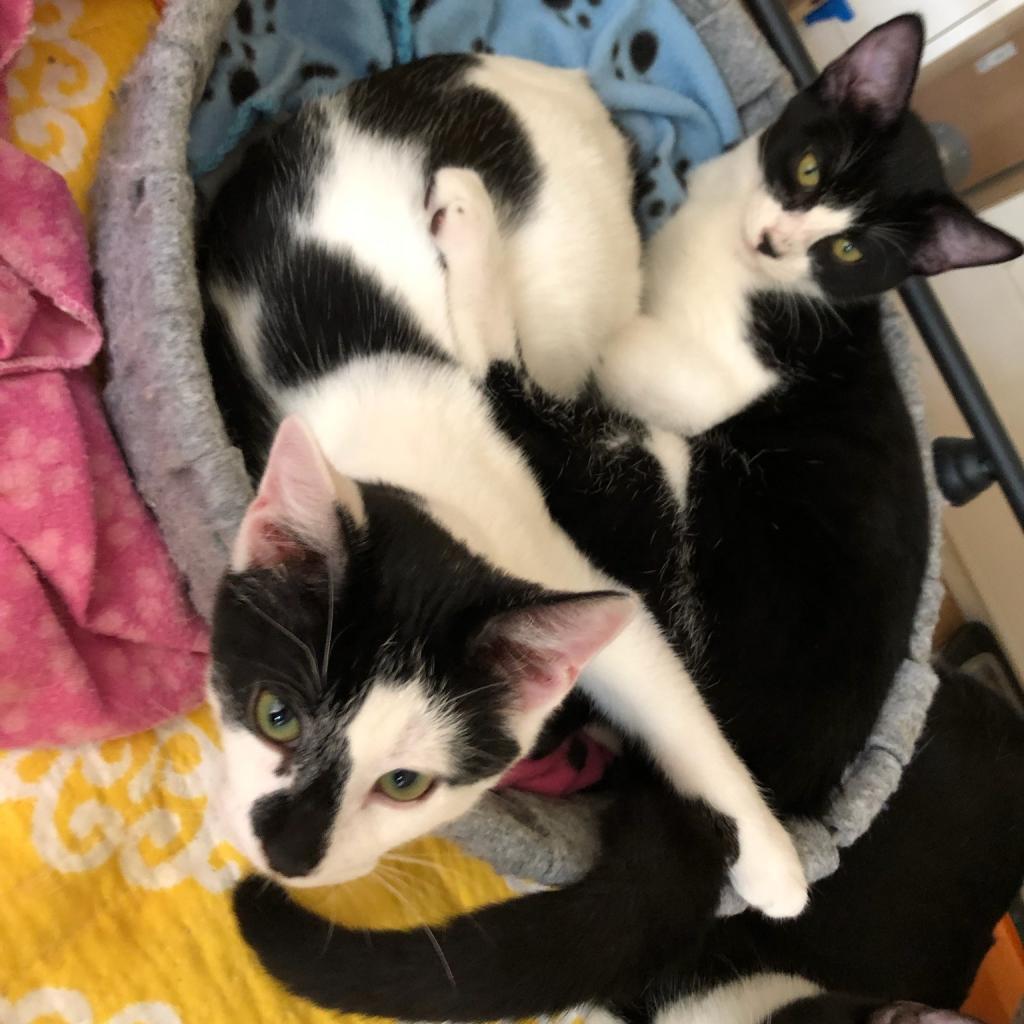 Johnny, an adoptable Domestic Short Hair in Santa Rosa, CA, 95403 | Photo Image 2