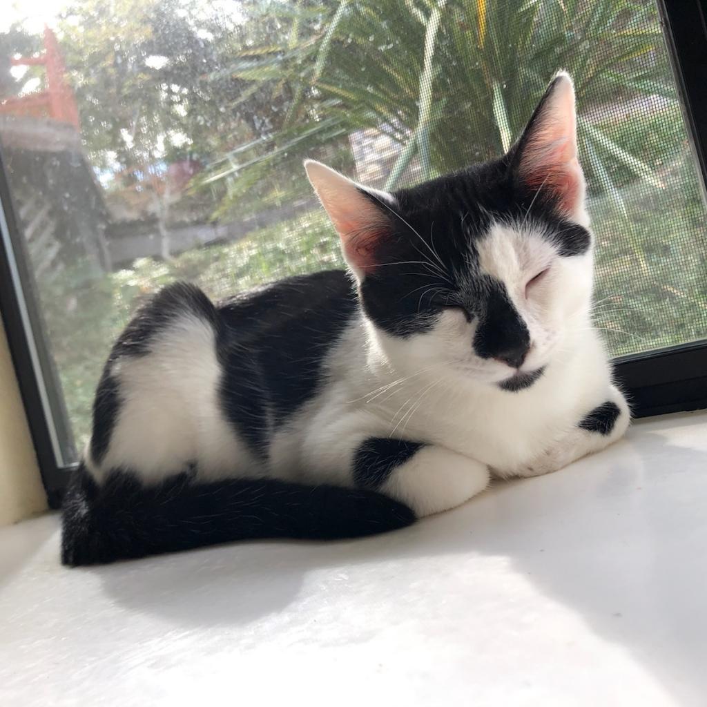 Johnny, an adoptable Domestic Short Hair in Santa Rosa, CA, 95403 | Photo Image 3