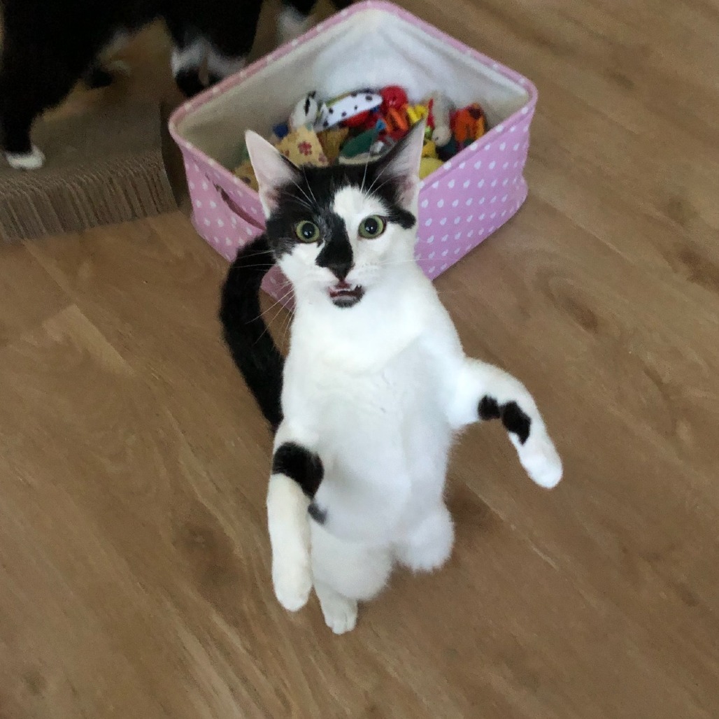 Johnny, an adoptable Domestic Short Hair in Santa Rosa, CA, 95403 | Photo Image 5