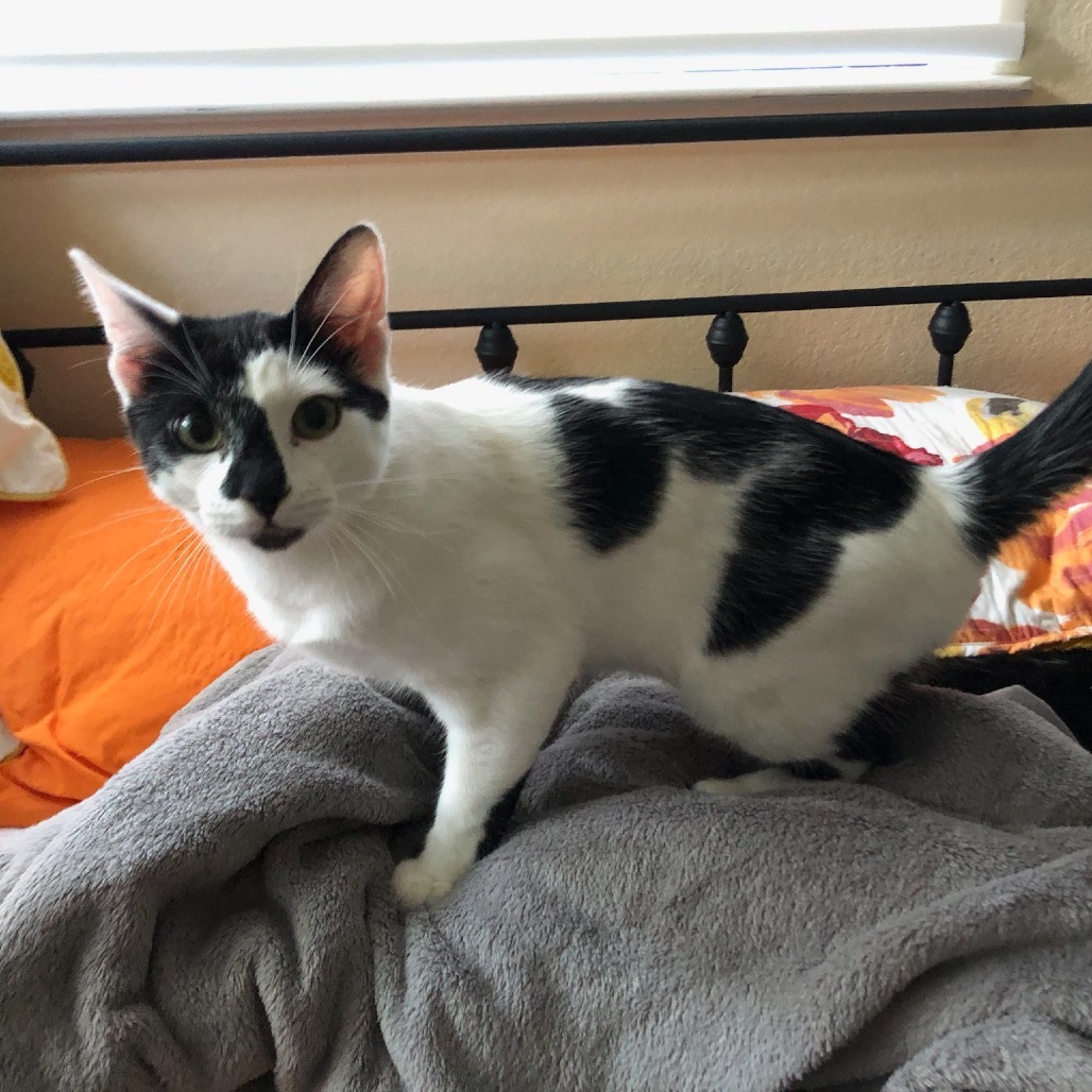 Johnny, an adoptable Domestic Short Hair in Santa Rosa, CA, 95403 | Photo Image 6