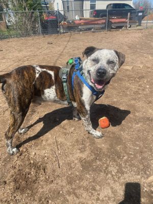 Barkley, Adult Male Mastiff