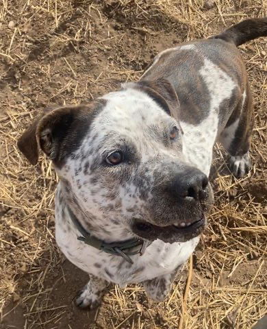 Barkley, an adoptable Mastiff in Fort Collins, CO, 80524 | Photo Image 3