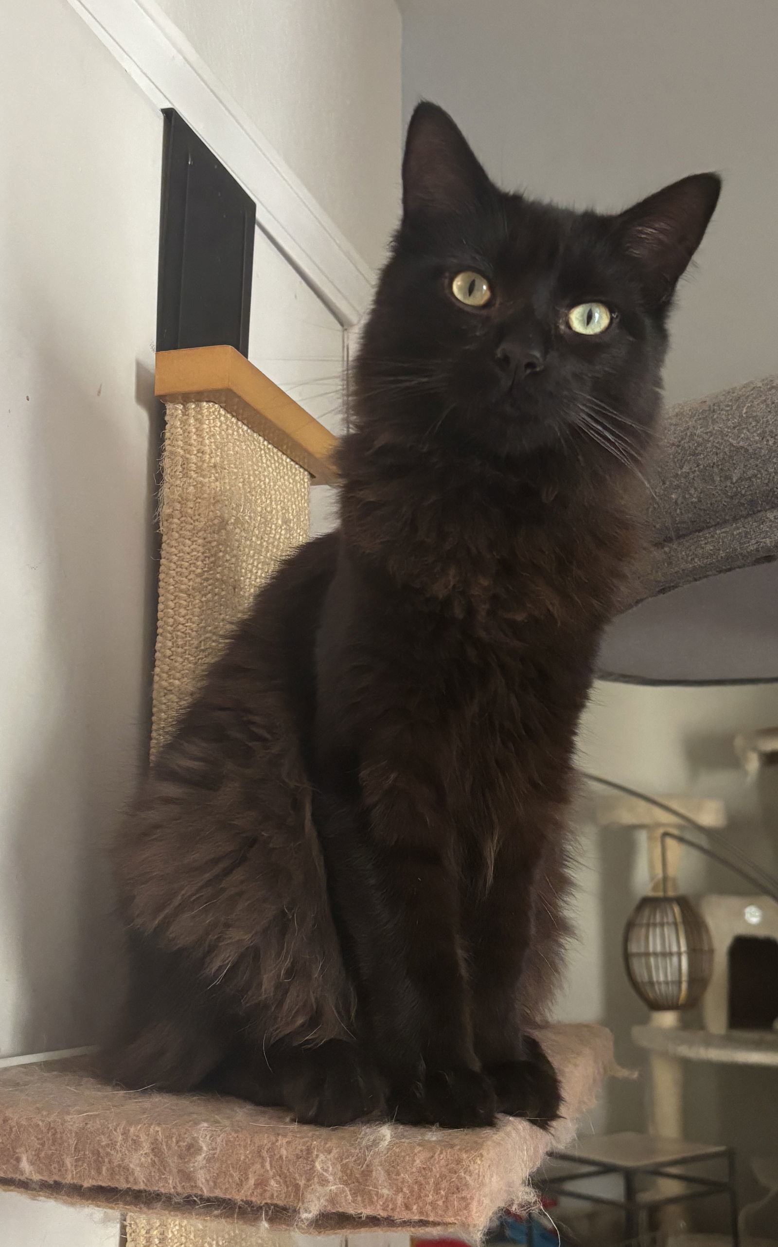 Mocha (Napa GD), an adoptable Havana, Domestic Medium Hair in Napa, CA, 94558 | Photo Image 1