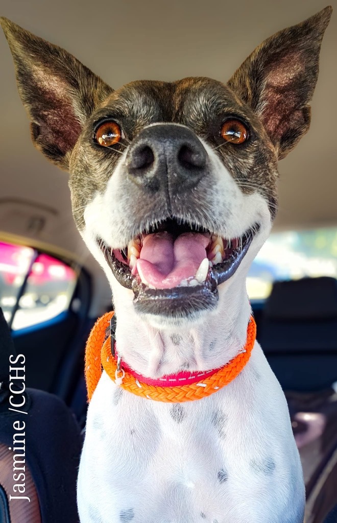 Marie "Jasmine, an adoptable Chihuahua, Jack Russell Terrier in New Bern, NC, 28563 | Photo Image 1