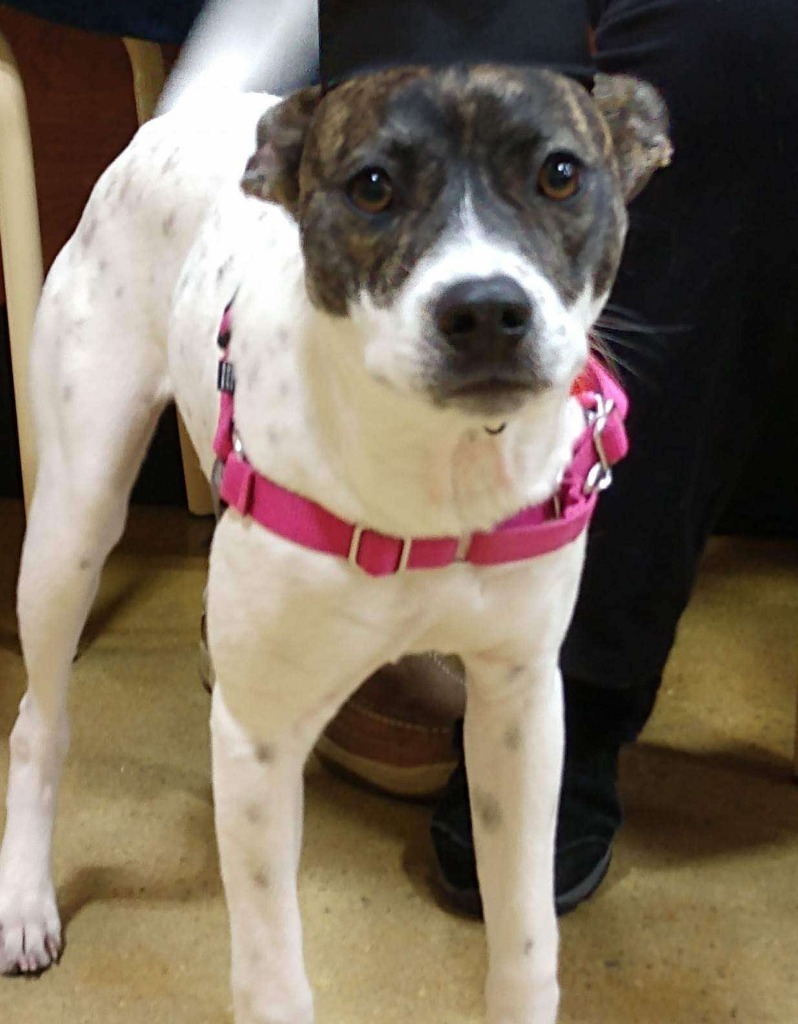 Marie "Jasmine, an adoptable Chihuahua, Jack Russell Terrier in New Bern, NC, 28563 | Photo Image 3