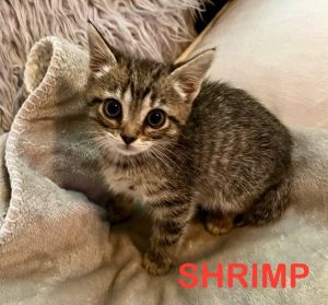 SHRIMP Kitten (f)