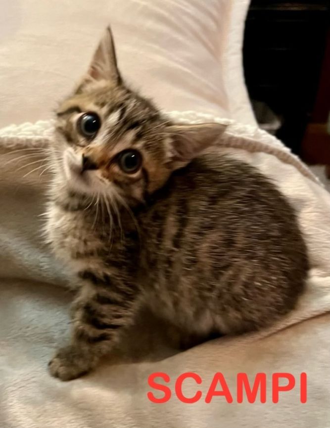 SCAMPI Kitten (m)