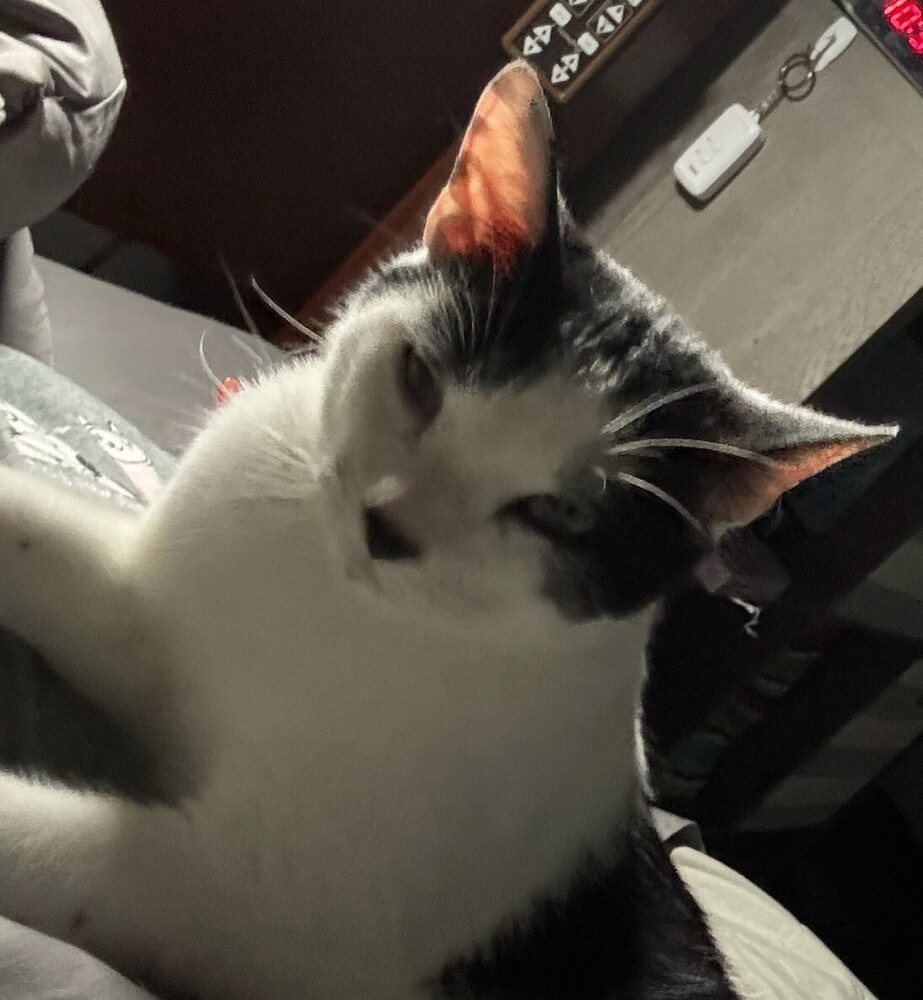 Moo