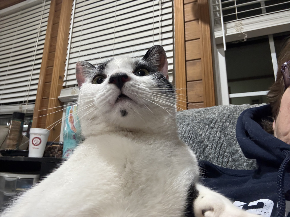Moo