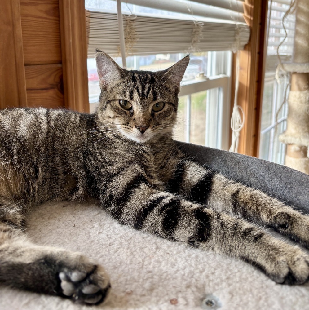 Fluff