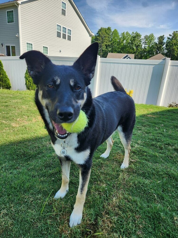 Siyah