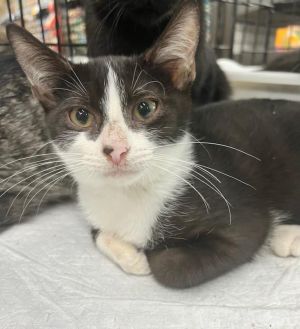 Smudgers, Adult Male Domestic Short Hair