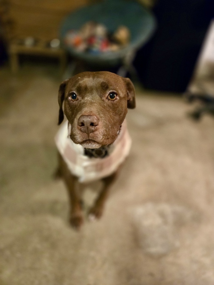 Bella