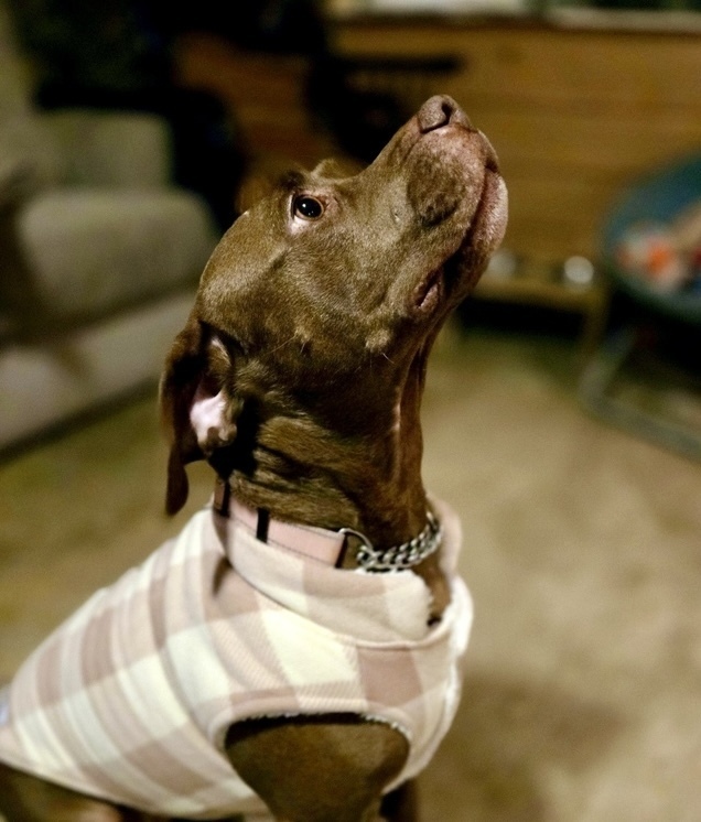 Bella