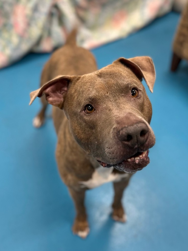 Rustin, an adoptable Labrador Retriever in Muskegon, MI, 49443 | Photo Image 1