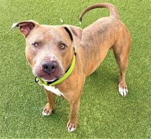 Rustin, an adoptable Labrador Retriever in Muskegon, MI, 49443 | Photo Image 2