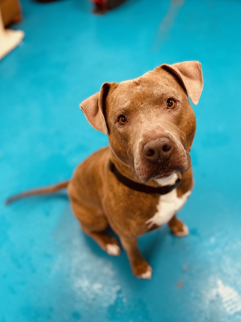 Rustin, an adoptable Labrador Retriever in Muskegon, MI, 49443 | Photo Image 3