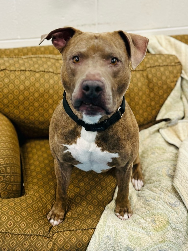 Rustin, an adoptable Labrador Retriever in Muskegon, MI, 49443 | Photo Image 4