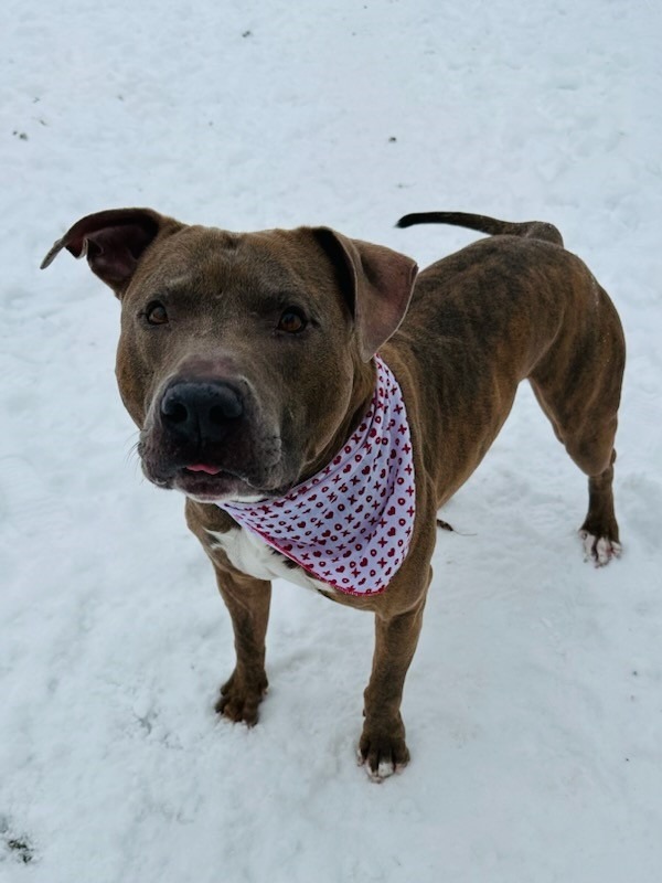 Rustin, an adoptable Labrador Retriever in Muskegon, MI, 49443 | Photo Image 5