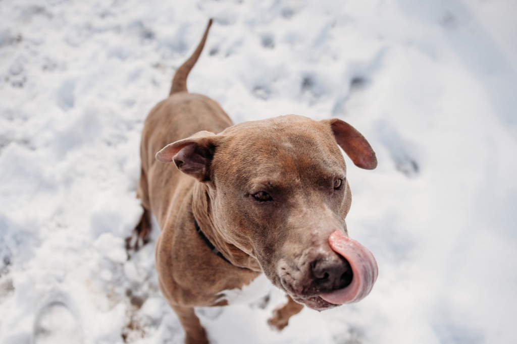 Rustin, an adoptable Labrador Retriever in Muskegon, MI, 49443 | Photo Image 6