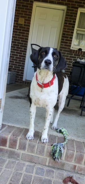 Janelle, Adult Female Bluetick Coonhound