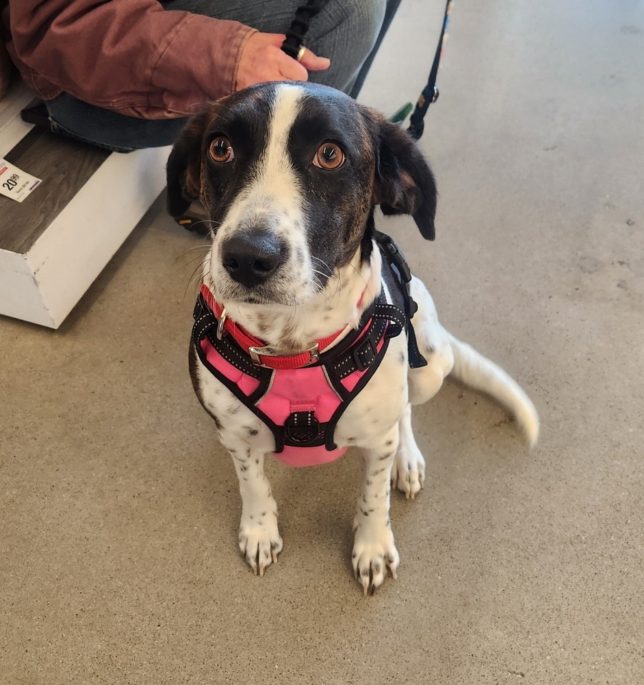 Janelle, an adoptable Bluetick Coonhound in Wendell, NC, 27591 | Photo Image 2