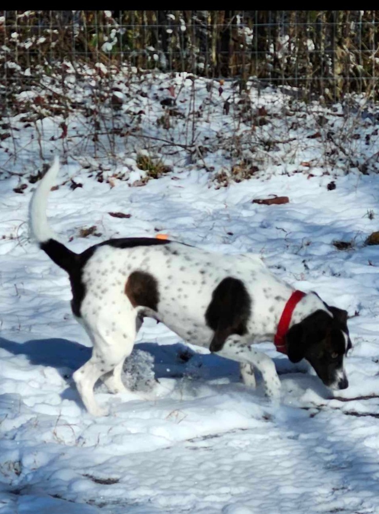 Janelle, an adoptable Bluetick Coonhound in Wendell, NC, 27591 | Photo Image 3