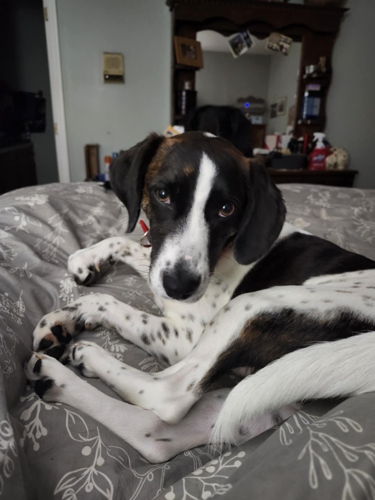 Janelle, an adoptable Bluetick Coonhound in Wendell, NC, 27591 | Photo Image 4